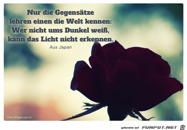 nur die Gegensaetze nur die Gegensaetze