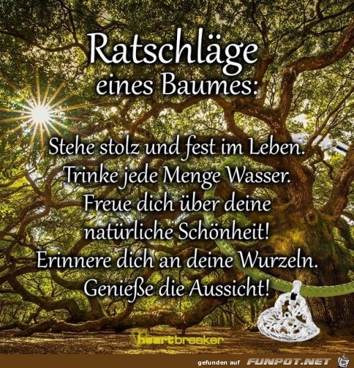 Ratschlaege eines Baumes