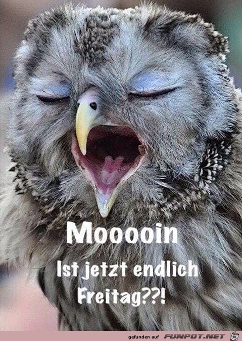 Freitag Freitag