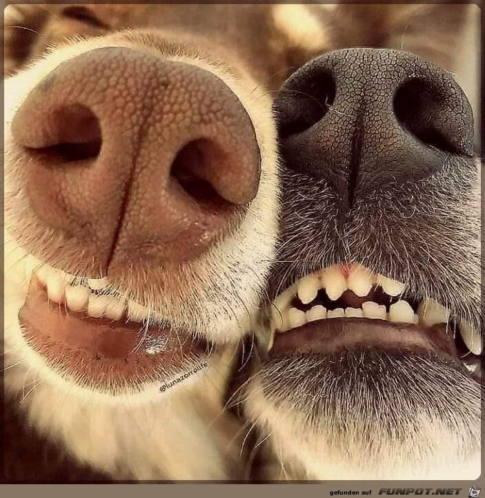 lachen lachen