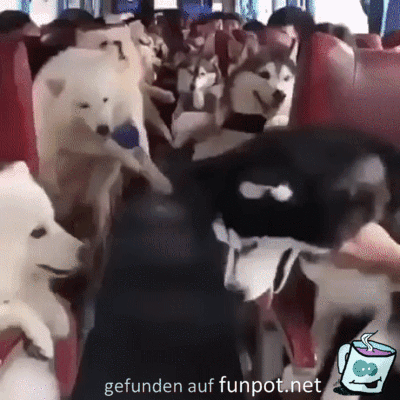 Hunde-Bus