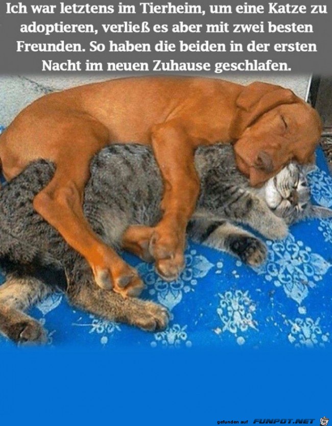 Sehr lieb Sehr lieb