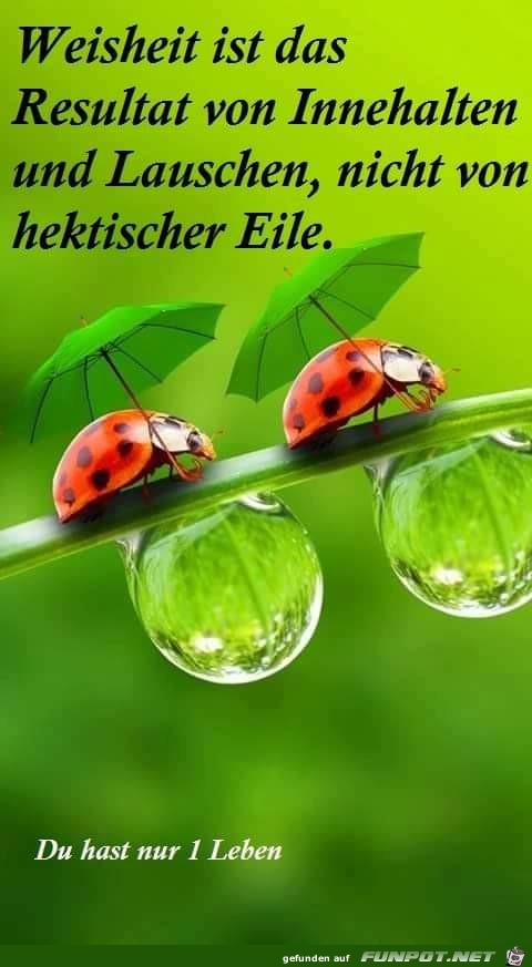 Weisheit ist das Resultat Weisheit ist das Resultat