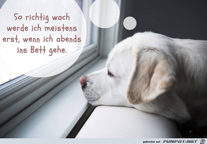 so richtig wach so richtig wach