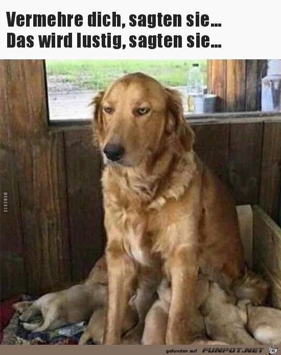 vermehre dich vermehre dich