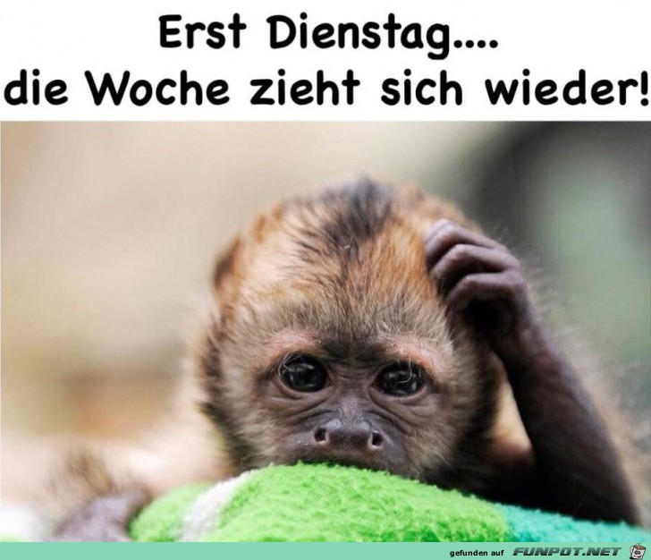 Dienstag Dienstag