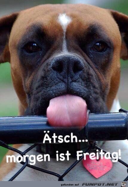 Freitag Freitag