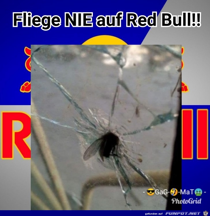 Fliege nie auf Red Bull