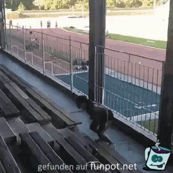Wahnsinns-Sprünge Wahnsinns-Sprünge