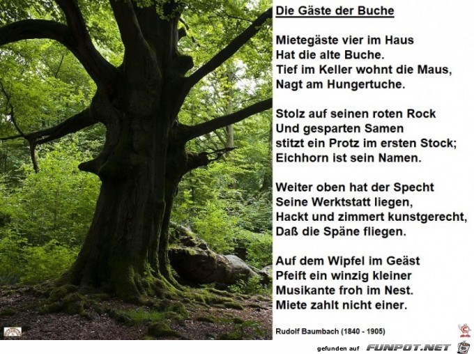 Gäste der Buche Gäste der Buche
