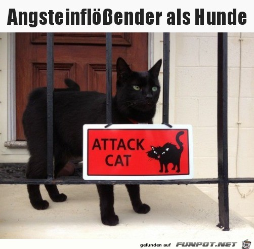 Gefhrliche Katze