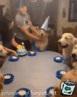 Hunde-Geburtstag