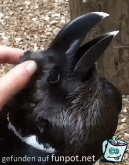 Hase oder Vogel? Hase oder Vogel?