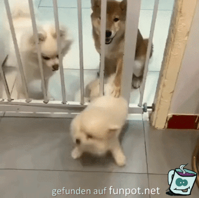 Komm zurück Komm zurück