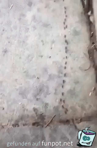 Ameisenblockade