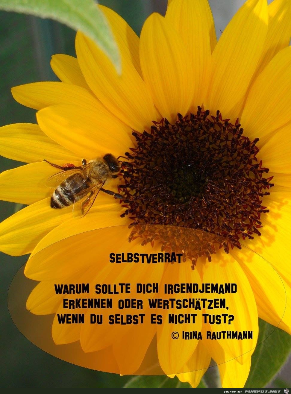 selbstverrat selbstverrat