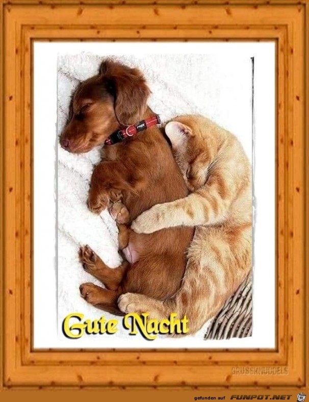 Guten Nacht Guten Nacht