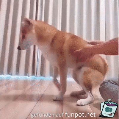 Hund und Katze beim Tierazt Hund und Katze beim Tierazt