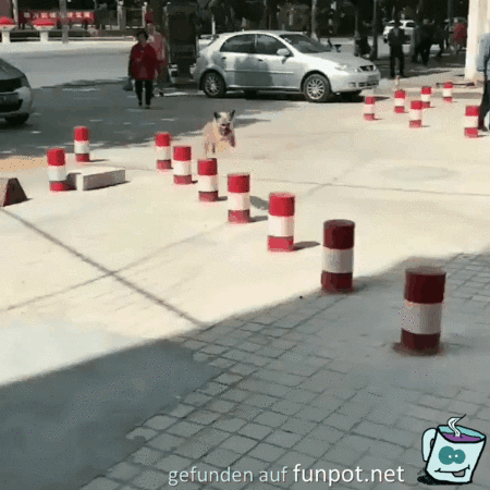 Pollerläufer Pollerläufer