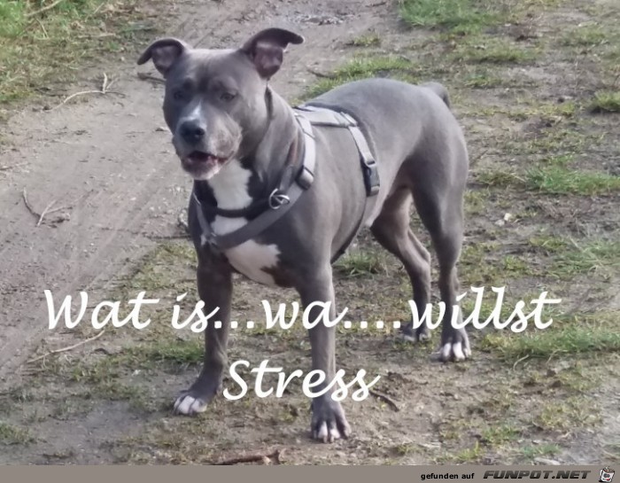 willst Stress