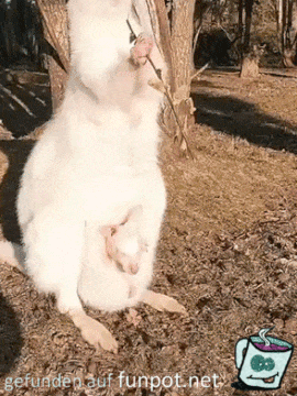 Albino Albino