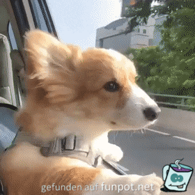 Fahrtwind Fahrtwind