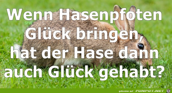 Hasenpfoten Hasenpfoten