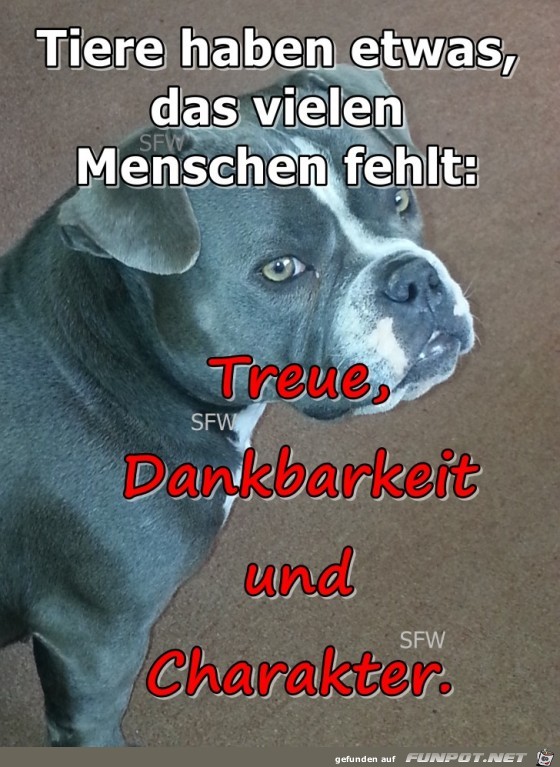 Tiere haben