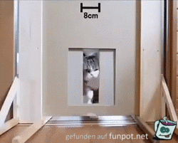 Schlaues Tier Schlaues Tier
