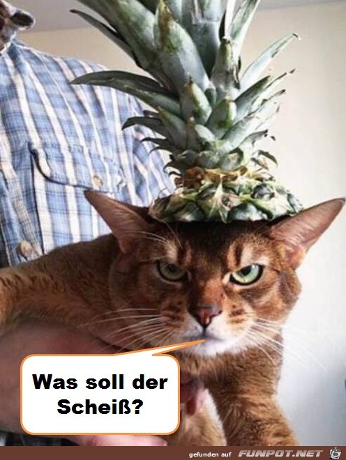 Begeisterung pur Begeisterung pur