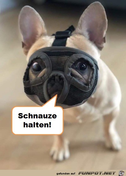 Schnauze Schnauze