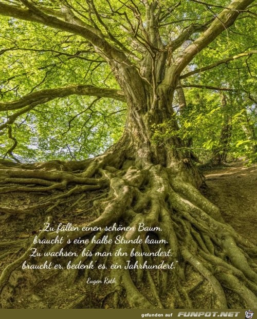 zu faellen einen schoenen baum