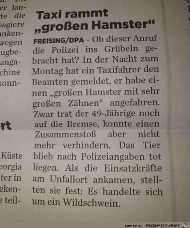 Großer Hamster Großer Hamster