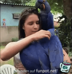 Anhänglicher Papagei Anhänglicher Papagei