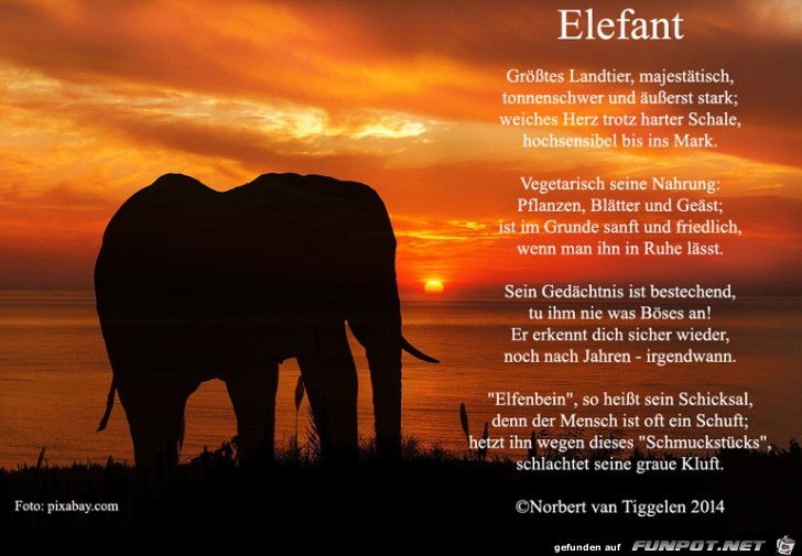 elefant 2019