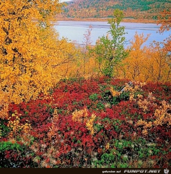 Lappland im Herbst