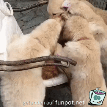 Tierischer Überfall Tierischer Überfall