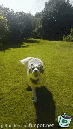 Frisbee werfen Frisbee werfen