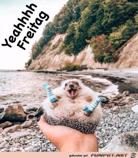 Freitag Freitag