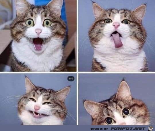 Lustige Katze Lustige Katze