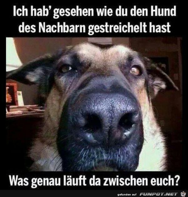 Hund