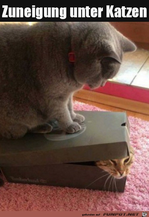 Katzen unter sich Katzen unter sich