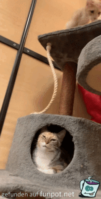 Katzen Katzen