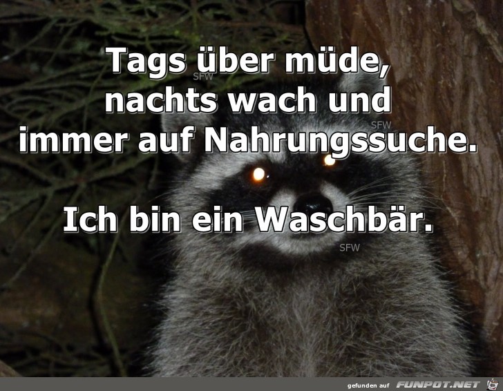 Ich bin ein Waschbaer