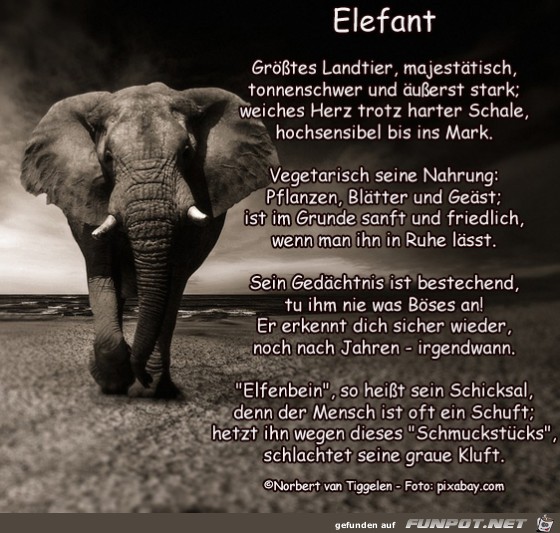 Ehrentag der Elefanten