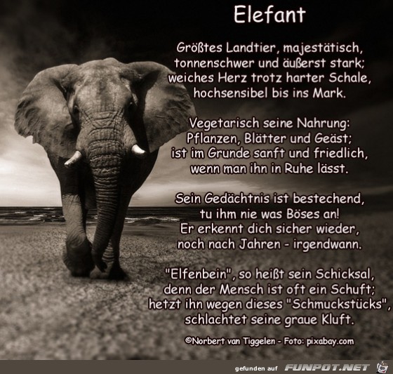 Ehrentag der Elefanten Ehrentag der Elefanten