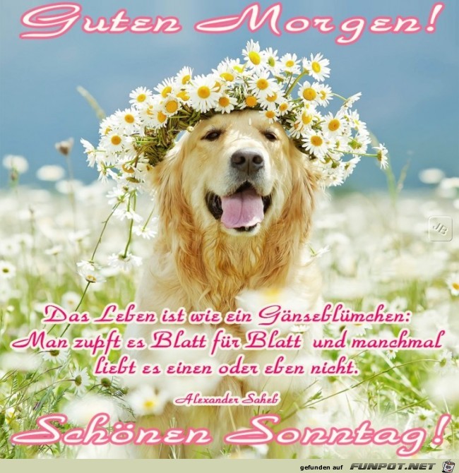 Sonntag Sonntag