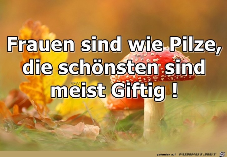 Pilze Pilze