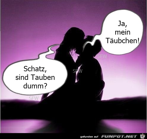 Tauben Tauben