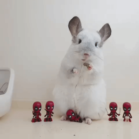 Lustiger Chinchilla Lustiger Chinchilla